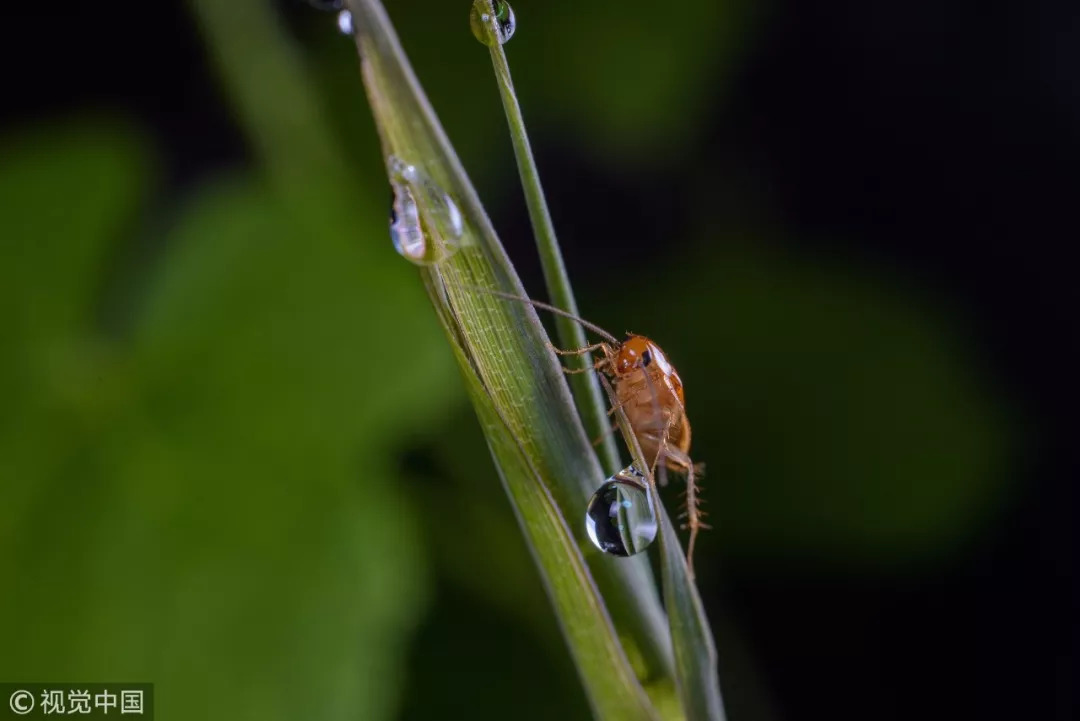 女子发烧40度罪魁祸首,女孩反复发烧四年才找到幕后元凶