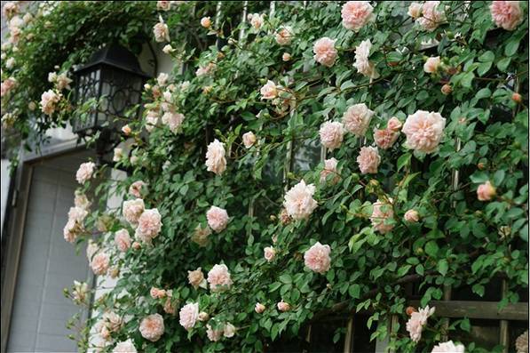 一生以花为伴,以花为伴虚度光阴