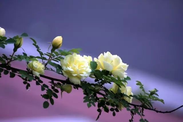 一生以花为伴,以花为伴虚度光阴