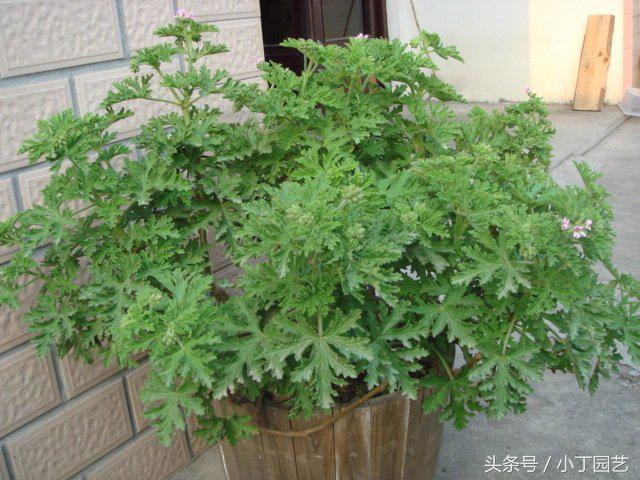 驱蚊草怎么养好看,驱蚊草怎么养才能养好