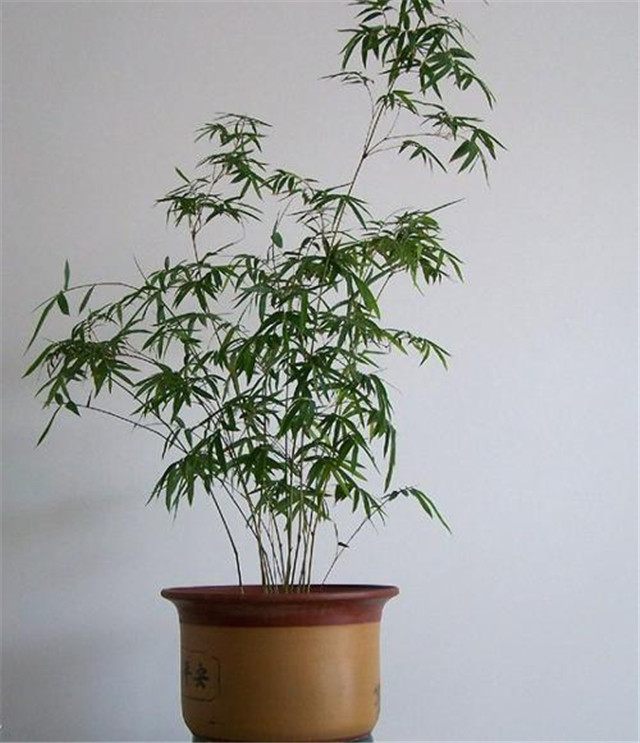 凤尾竹浇水多了叶子黄了怎么办,凤尾竹叶子黄能用硫酸亚铁浇水吗