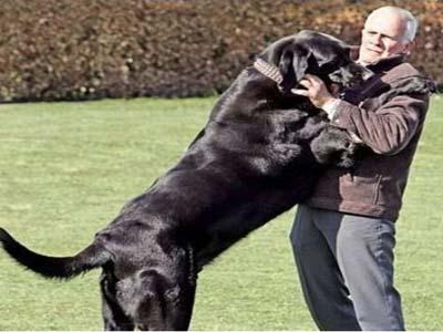 狗狗扑人咬小孩怎么训练,训练狗狗不扑人的妙招视频