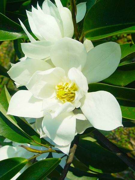 你含笑立在枝头上,笑而不语——含笑花