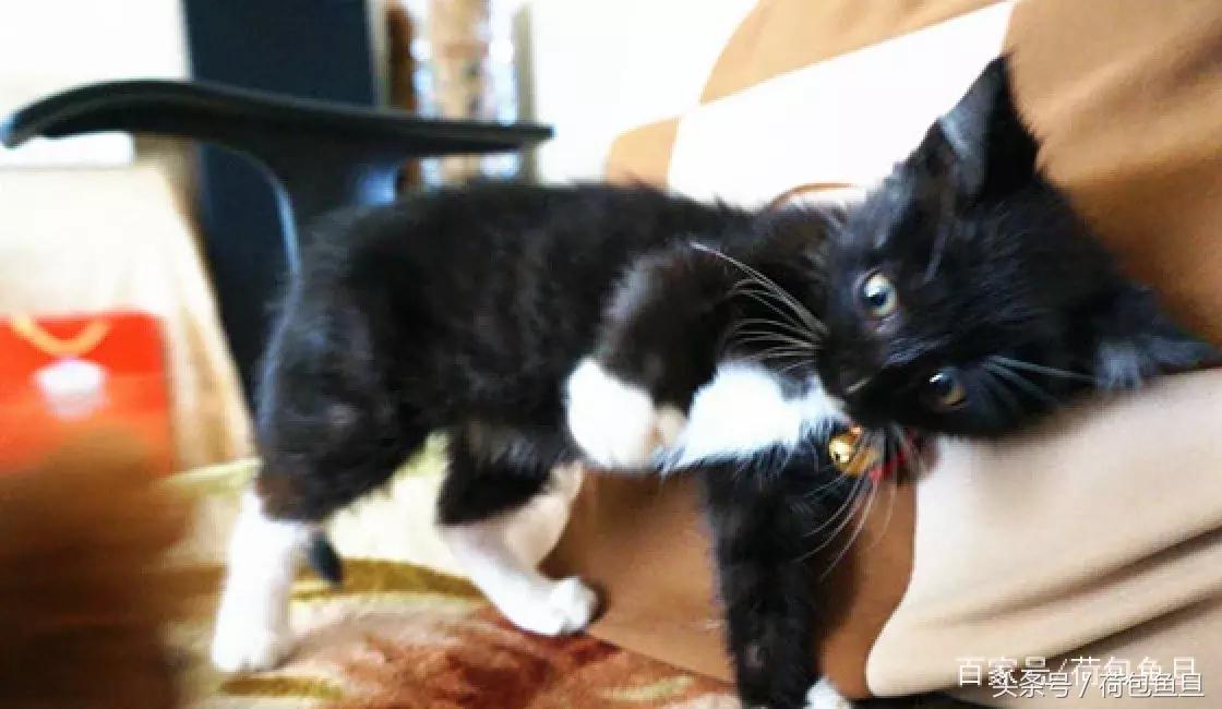 猫抓伤要打狂犬病疫苗吗,被猫抓伤咬伤会生病吗