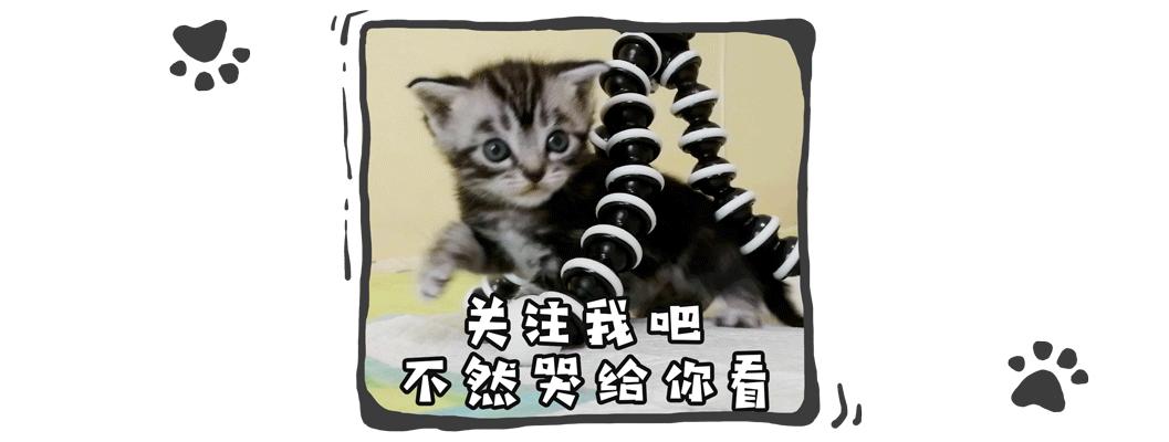 猫抓伤要打狂犬病疫苗吗,被猫抓伤咬伤会生病吗