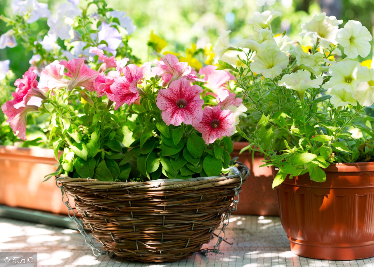 家里养的这几种绿植竟然有剧毒,日常绿植毒性