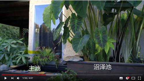 「龟龟环境篇」沼泽过滤(bogfilter):一种原生态水处理技术