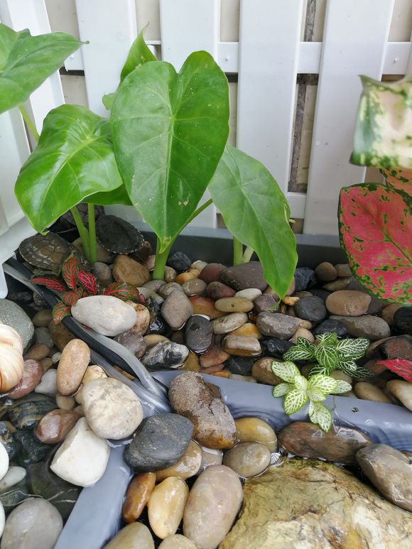 「龟龟环境篇」沼泽过滤(bogfilter):一种原生态水处理技术