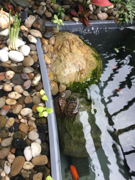 「龟龟环境篇」沼泽过滤(bogfilter):一种原生态水处理技术