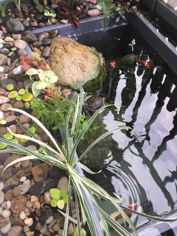 「龟龟环境篇」沼泽过滤(bogfilter):一种原生态水处理技术