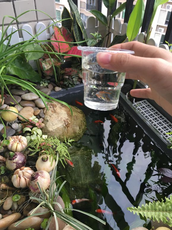 「龟龟环境篇」沼泽过滤(bogfilter):一种原生态水处理技术