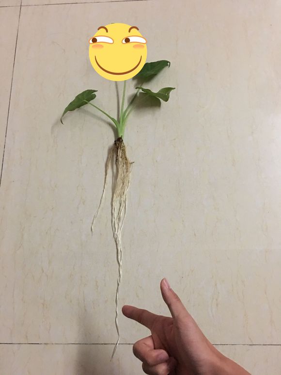 龟缸沼泽过滤系统视频,龟池沼泽过滤