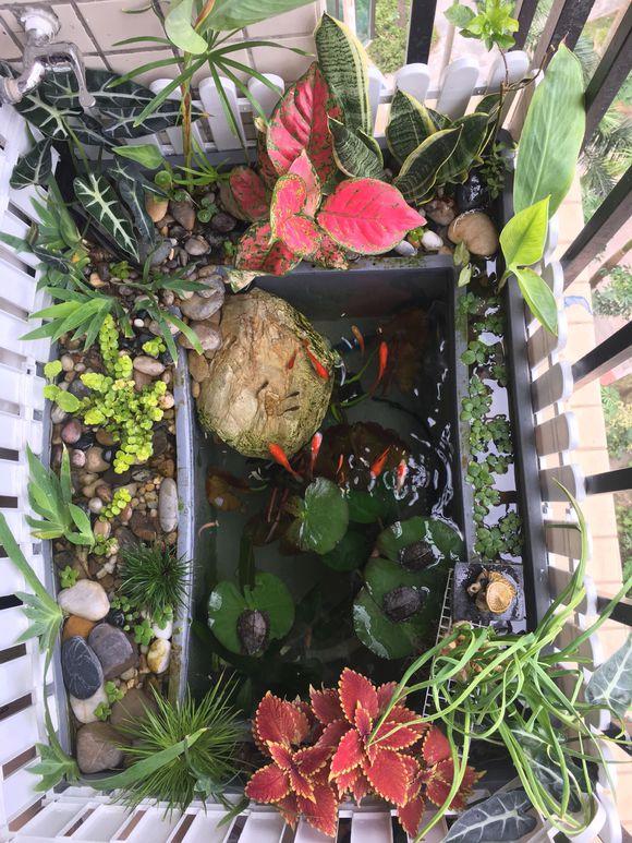 龟缸沼泽过滤系统视频,龟池沼泽过滤