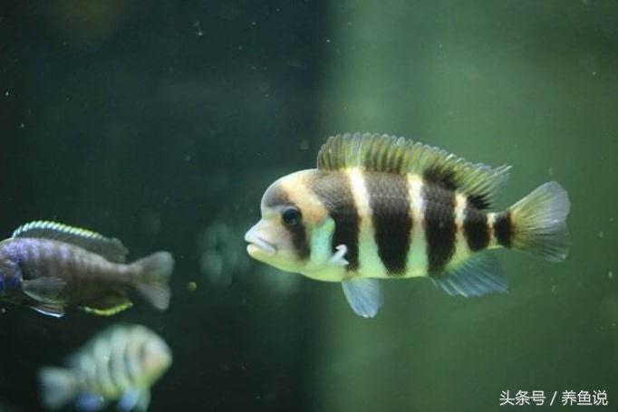 三湖慈鲷养几条才不会打架,蝴蝶三湖慈鲷和普通三湖哪个好
