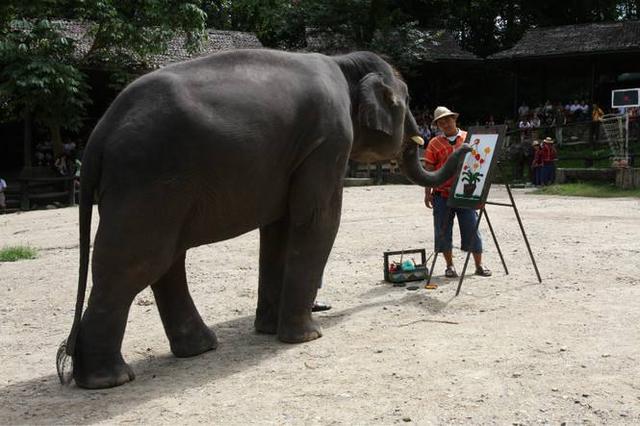 动物是否具有艺术行为？它们是否认为自己是在”创作“