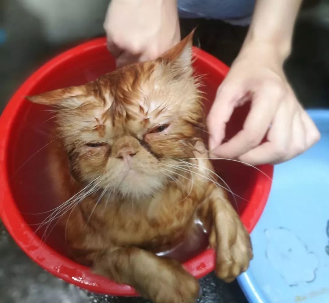 书店街卖的猫,书店猫