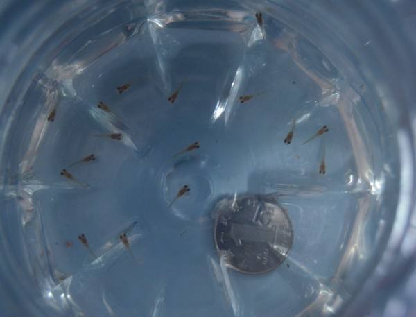 孔雀鱼苗刚出生肚子有个圆的东西,怎么样判断孔雀鱼苗刚出生不健康