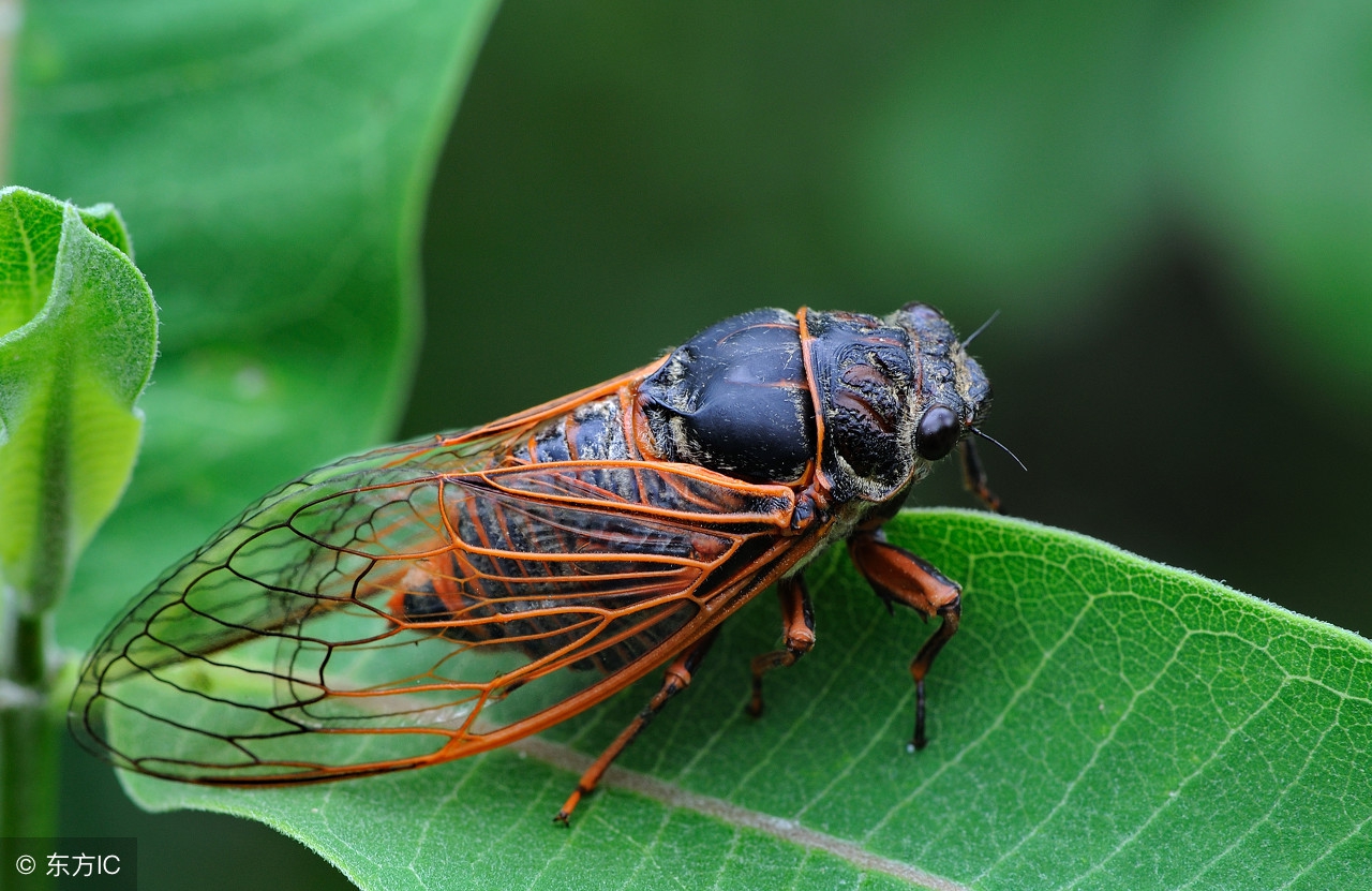 夏日蝉鸣的经典散文,蝉的唯美散文