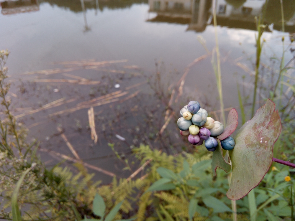 酷派酷玩7,酷派酷玩7将发布