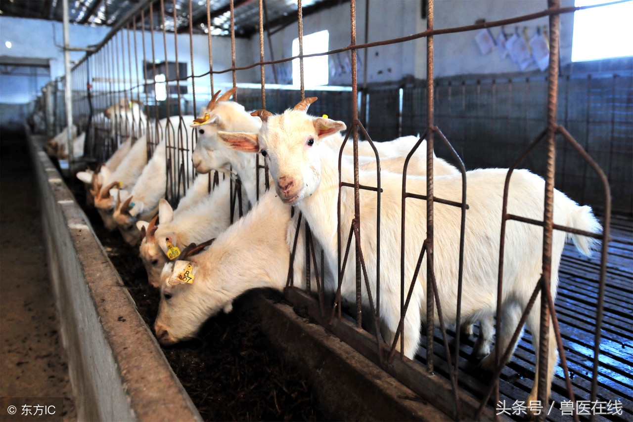 怎么圈养羊最好方法,散养羊的最有效方法