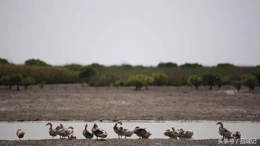 四川正宗流油的咸鸭蛋,吴川即食海鸭蛋