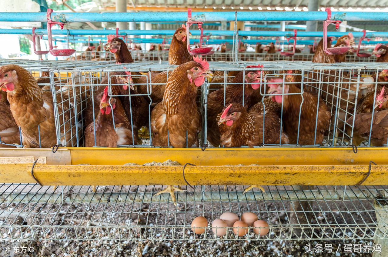 养鸡达人治鸡白痢的方法,雨后鸡病防治
