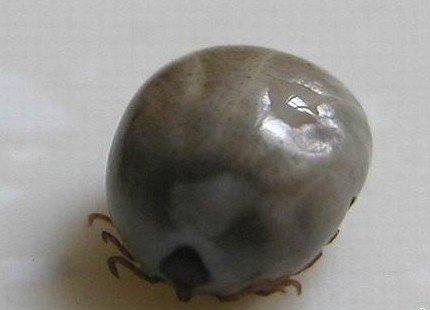 蜱虫海宁有吗,海宁发现奇怪动物