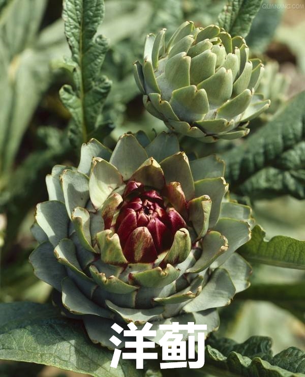 古代罕见药材,古代很罕见的奇药