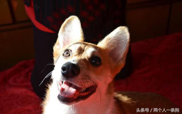 小柯基总是乱叫怎么办,小柯基总爱生病怎么办