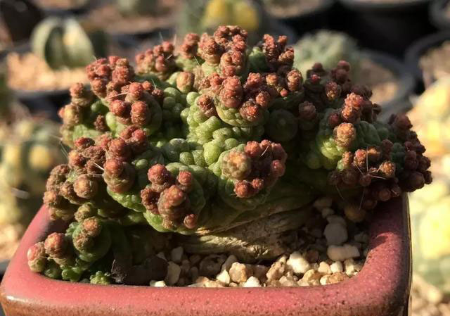 多肉植物的变异,多肉变异的样子