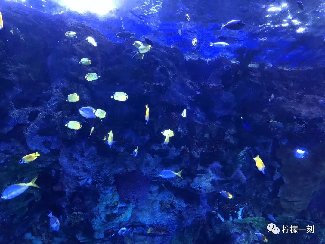 珠海长隆海洋王国美食攻略,深圳到珠海长隆海洋王国攻略