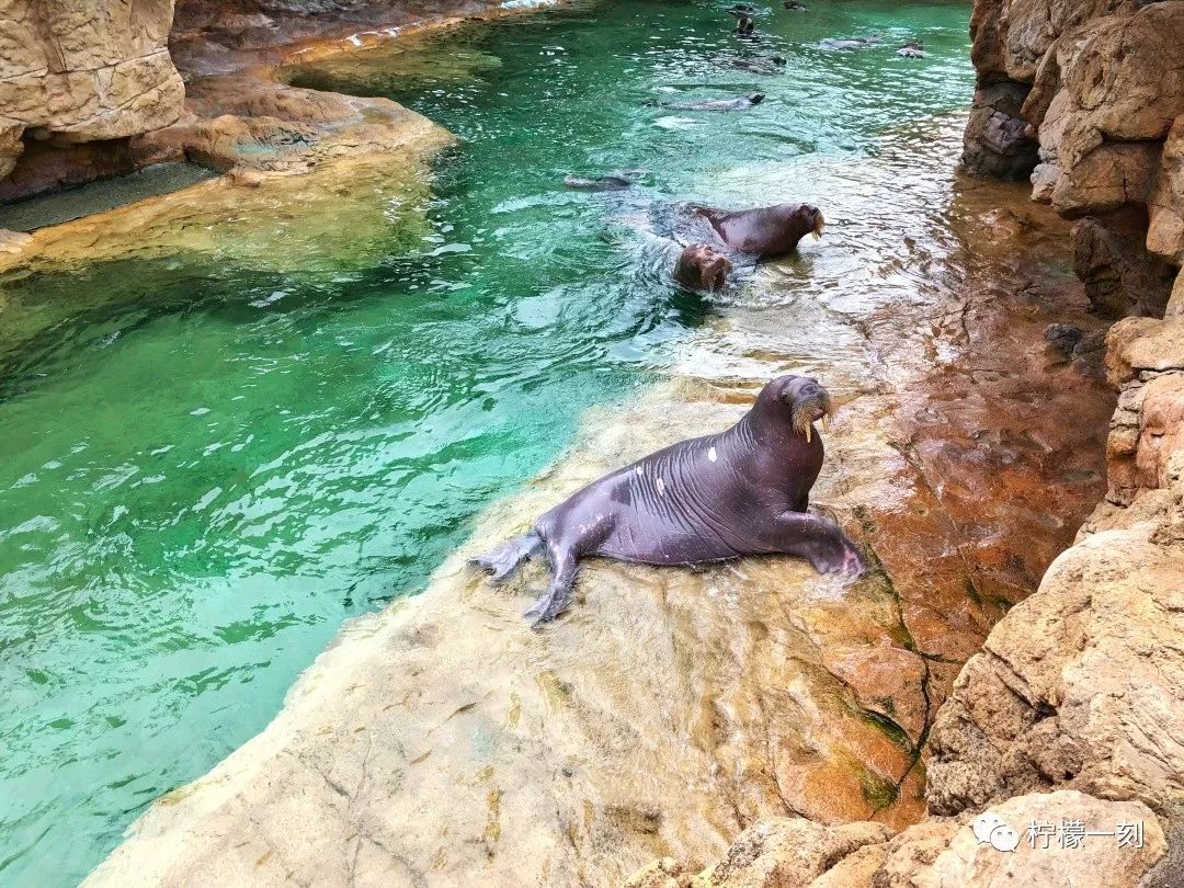 珠海长隆海洋王国美食攻略,深圳到珠海长隆海洋王国攻略