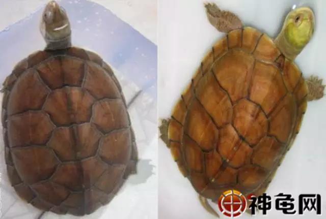 北石龟大青小青区别,鉴别北石大青头与小青头的区别