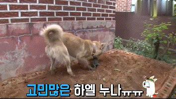 流浪狗收养后如何训练,收养流浪狗怎么训练