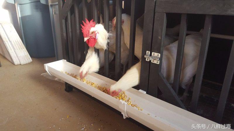 布雷斯鸡白斩鸡,法国布雷斯鸡