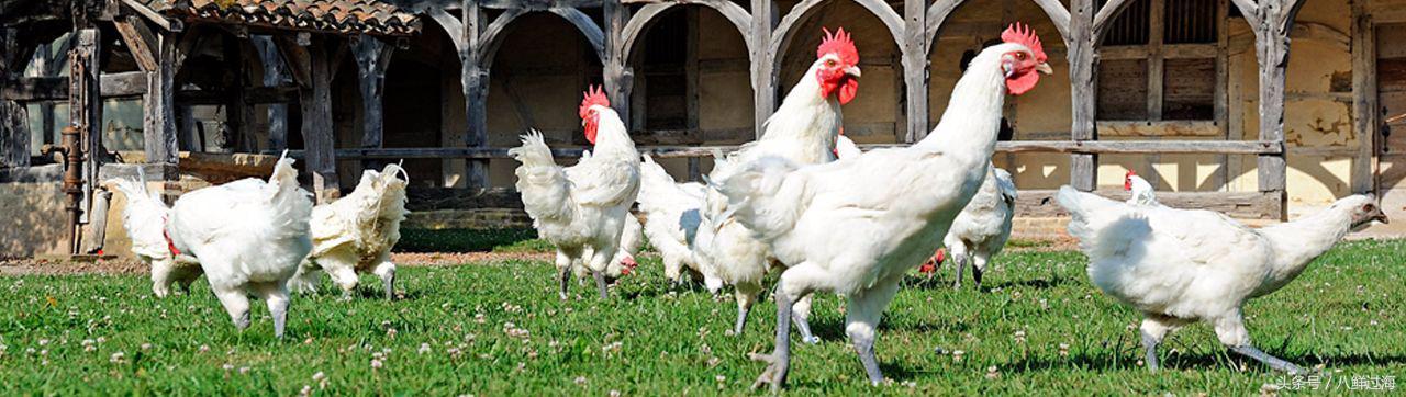 布雷斯鸡白斩鸡,法国布雷斯鸡