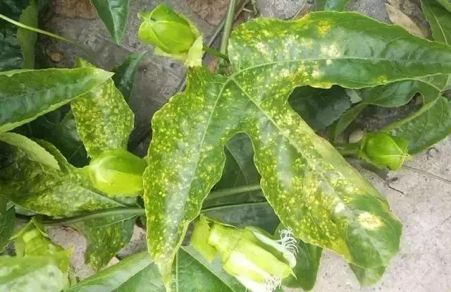 百香果树有什么病害,百香果掉叶的病害