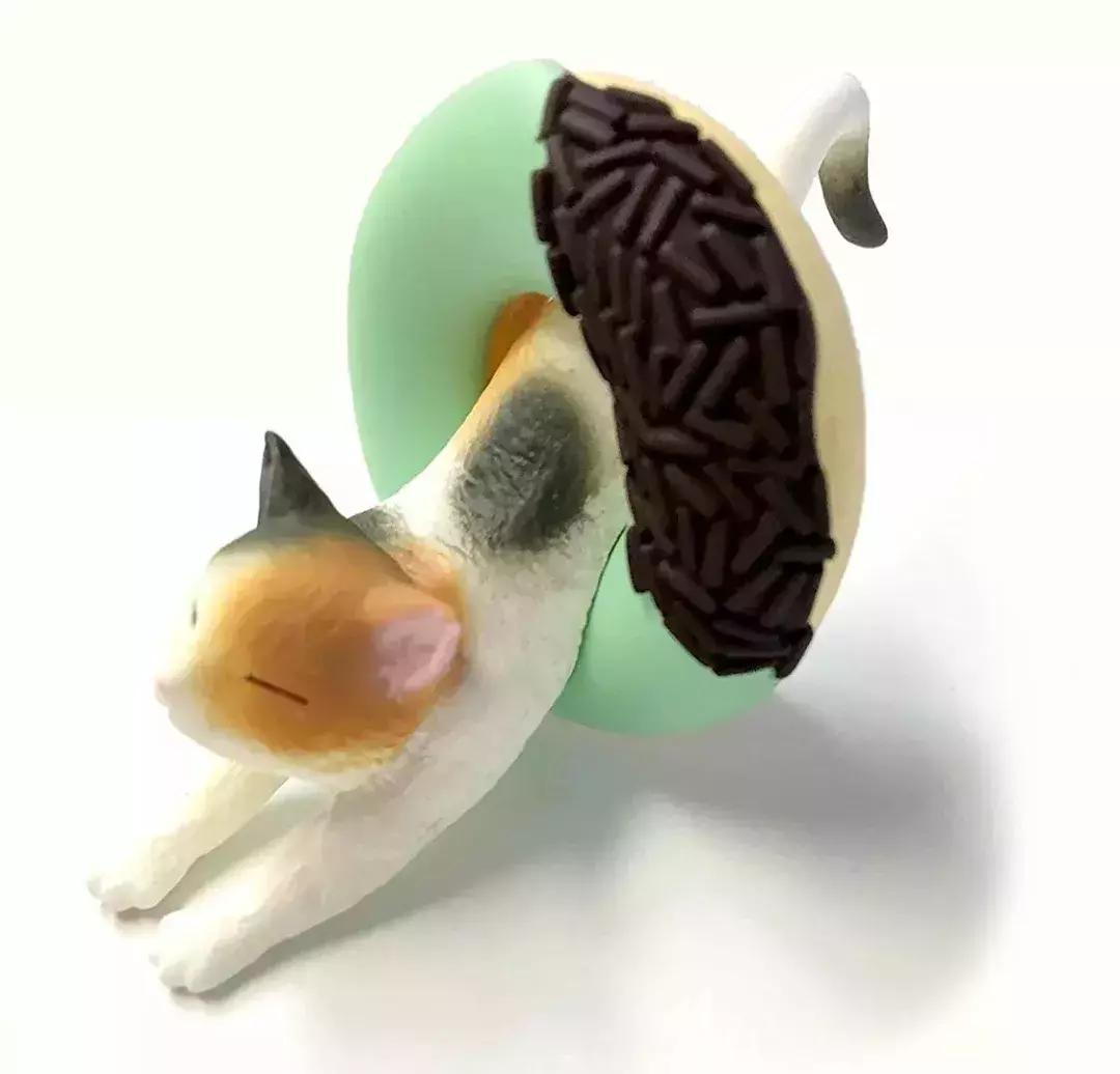 猫咪卧在盘子,猫咪卧在桌子上