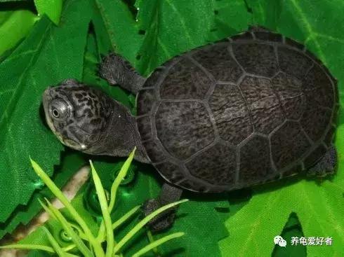 混养龟互咬,一只龟咬另一只龟的尾巴