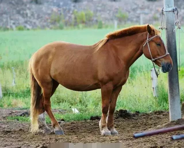 怎么区分马骡驴子,如何正确区分驴和马