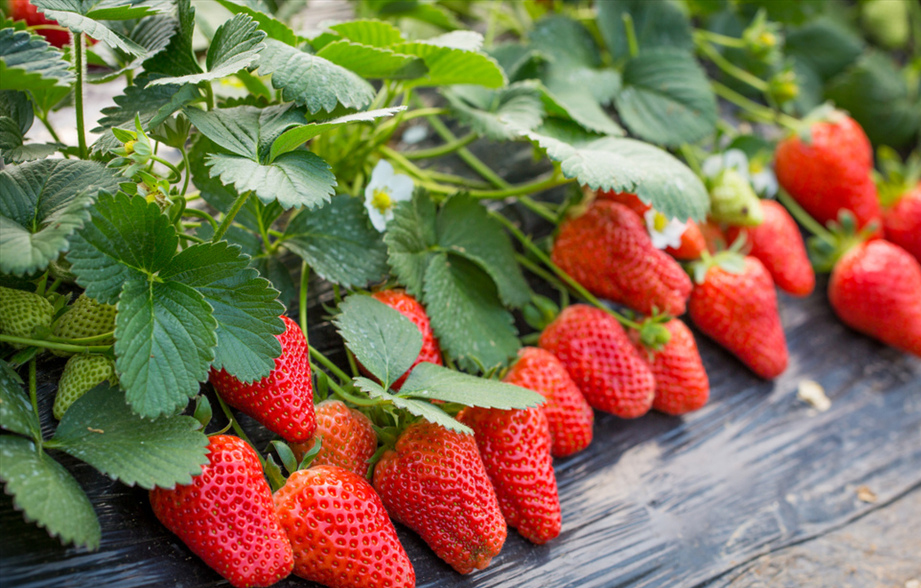 说文解字第222课,说文解字第297课