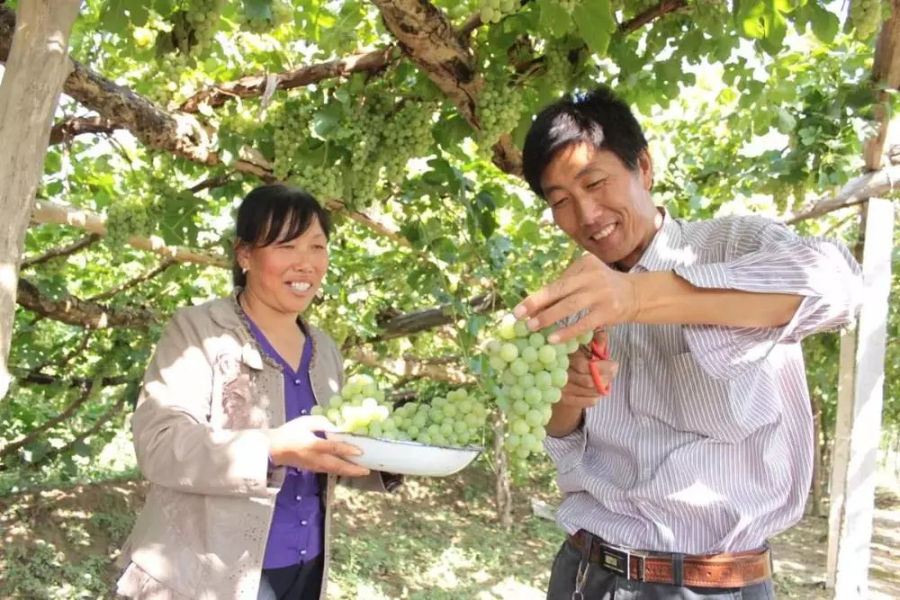 葡萄采摘园观光旅游,采摘葡萄一日游优质推荐