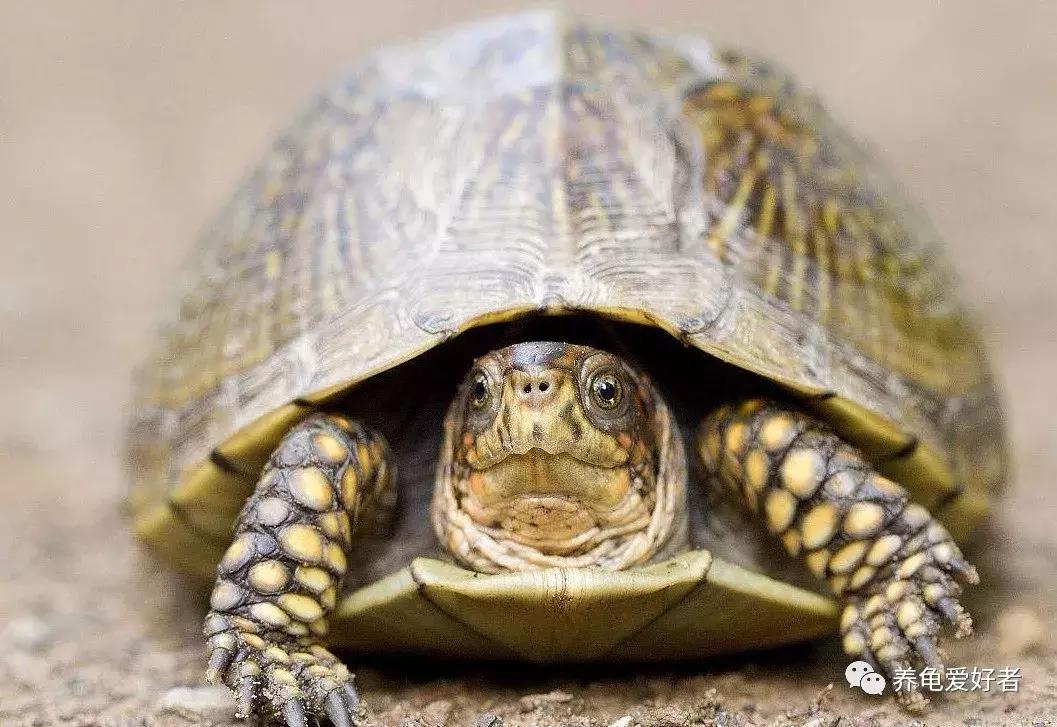 16种常见龟病症状和治疗方法,常见龟类品种大全图片
