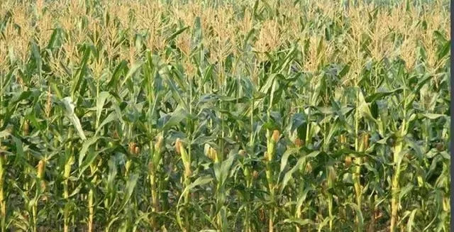 全国玉米产量最高的品种,全国玉米最高产的有哪几个