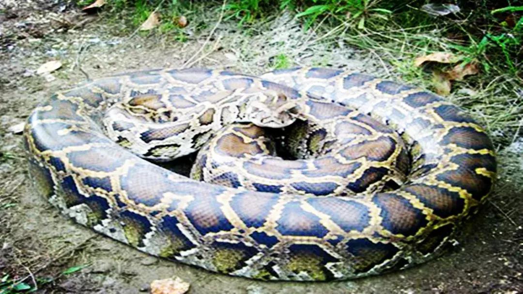 蛇和蟒和蚺都是什么物种,蛇蟒蚺蛟的区别