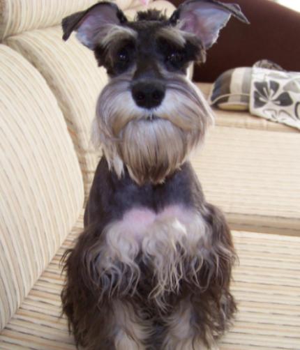 如何饲养好一只雪纳瑞,金毛跟雪纳瑞一起饲养会怎么样子