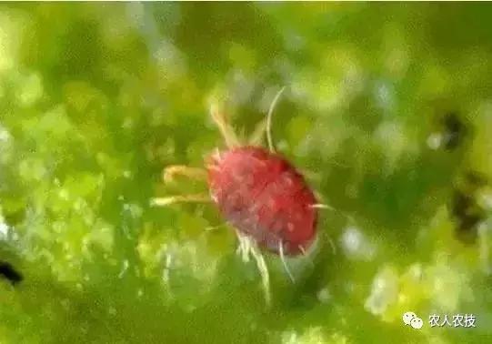 55种杀虫剂对照表,45毫升杀虫剂配方大全