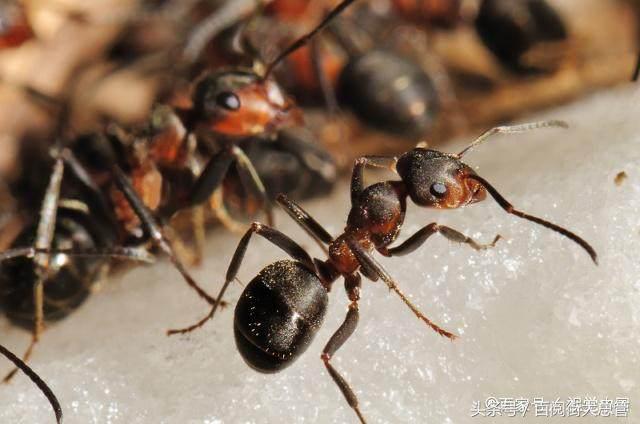 家里有蚂蚁最简单处理方法,家里有蚂蚁怎么处理买什么药能治