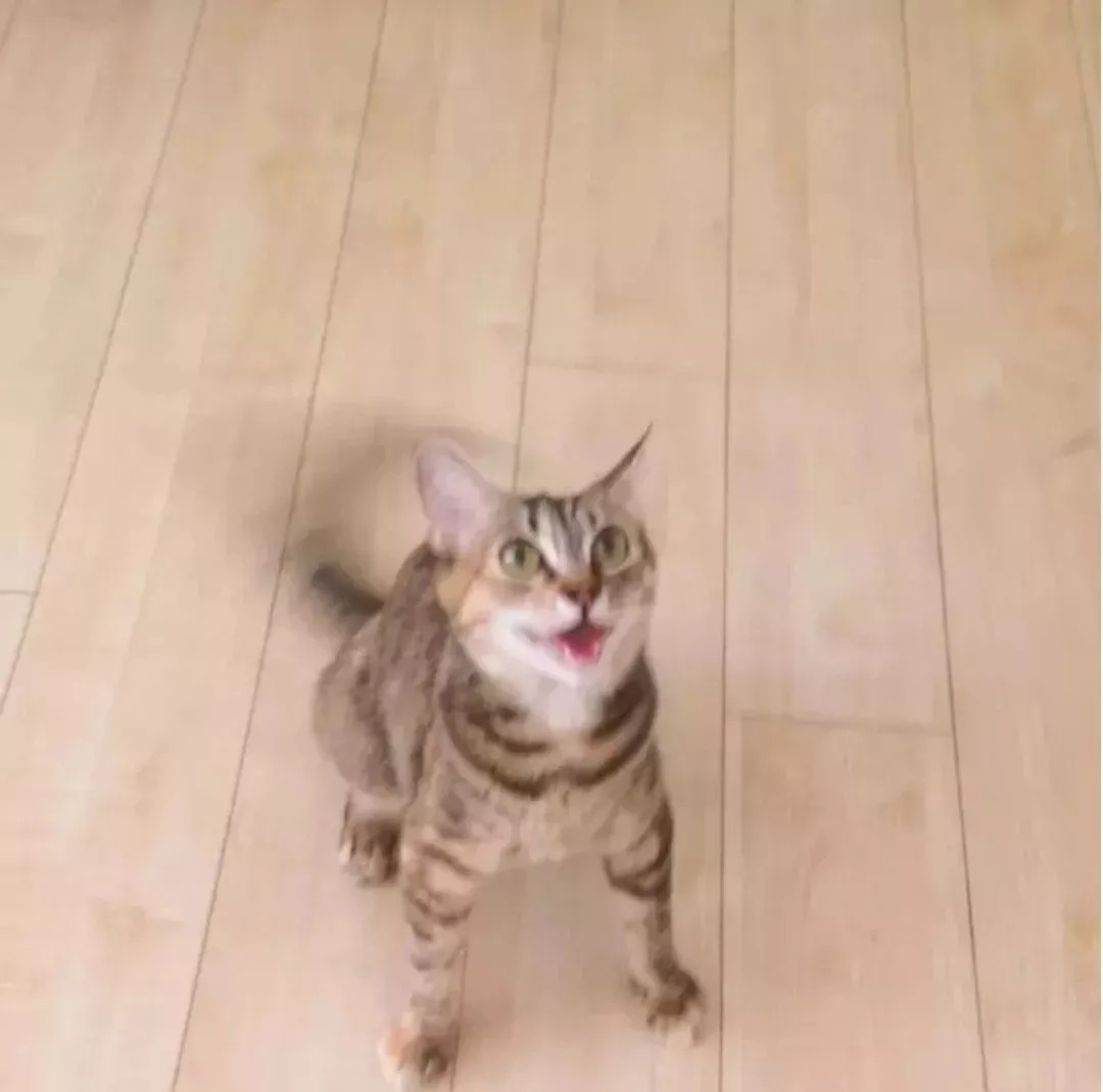 狗在猫砂盆里拉屎猫会怎么样,为什么有的狗会在猫砂盆拉屎