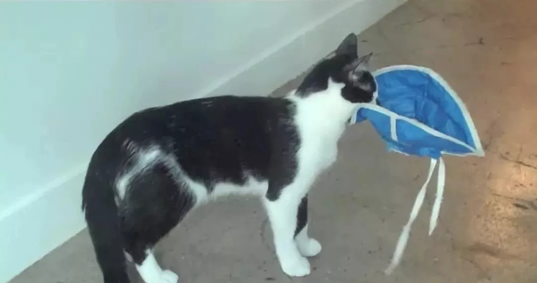 狗在猫砂盆里拉屎猫会怎么样,为什么有的狗会在猫砂盆拉屎